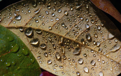 Close-up of raindrops on leaf