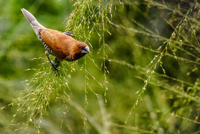 Close-up of bird on branch