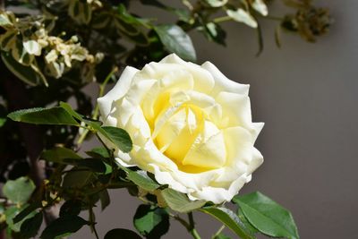 Close-up of yellow rose blooming outdoors