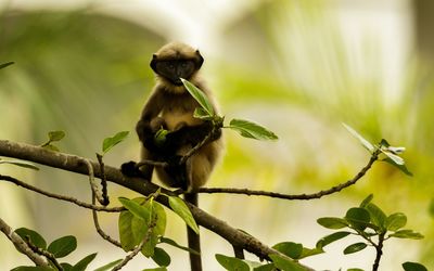 Portrait of monkey sitting on tree branch