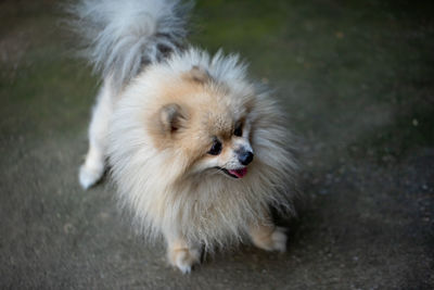 High angle view of dog looking away