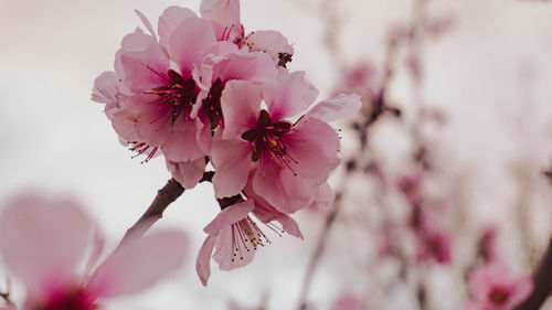 Close-up of pink cherry blossom