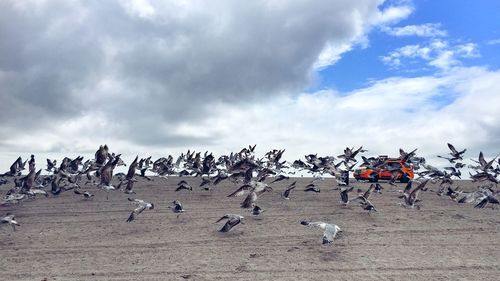 Flock of birds flying against sky