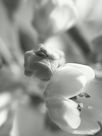 Close-up of plant against blurred background