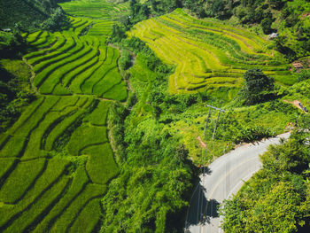 agriculture