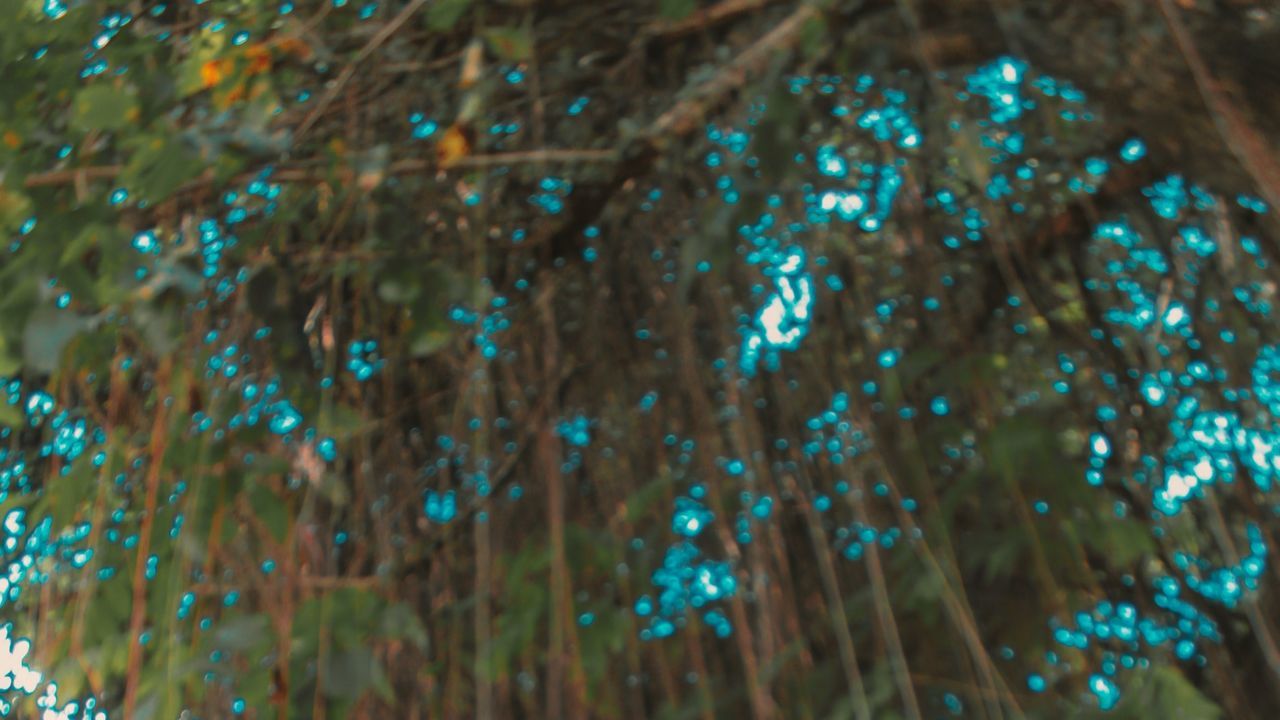 green, blue, no people, nature, full frame, close-up, backgrounds, pattern, selective focus, light, multi colored, tree, outdoors, sunlight, decoration, abstract, plant, illuminated, christmas decoration, motion