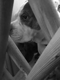 Close-up of dog looking away