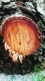 Close-up of mushroom growing on tree