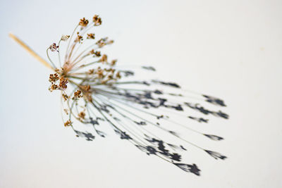 Close-up of flowers against white background