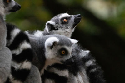 Group of lemurs