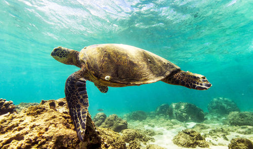 View of turtle swimming in sea