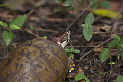 Close-up of turtle on field