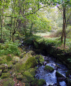 Trees in forest