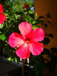 Close-up of pink hibiscus flower