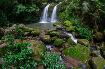 Scenic view of waterfall in forest