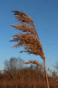 Lake reed in winter