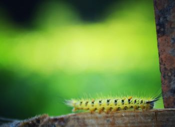 Close-up of caterpillar on railing