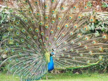 Close-up of peacock feathers