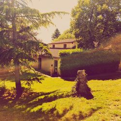 Yellow flowers growing on tree trunk