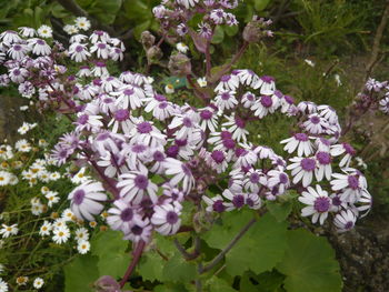 Close-up of fresh flowers blooming in spring