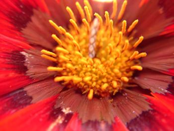 Macro shot of yellow flower