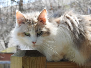 Close-up portrait of a cat