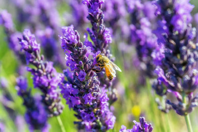 Close-up of bee on lavender