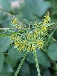 Close-up of flowering plant