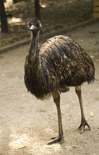 Close-up of bird on land