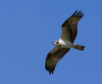 Low angle view of eagle flying against clear blue sky