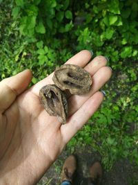 Close-up of hand holding leaf