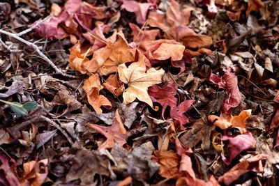 Close-up of fallen maple leaves