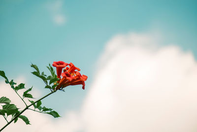 Low angle view of flowers against sky