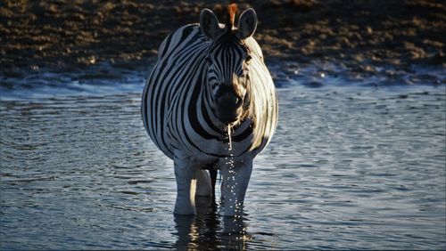 Zebra standing in water