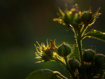 Close-up of plant