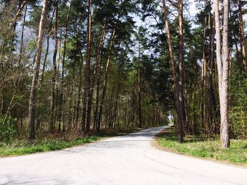 Road amidst trees in forest