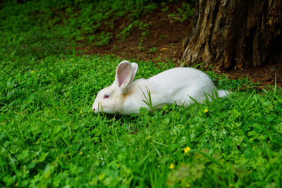 A white rabbit with pink eyes feeding on weeds