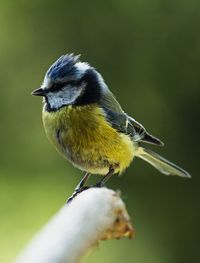 Close-up of bird perching on a plant