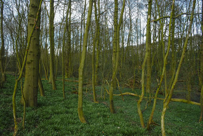 View of trees growing in forest