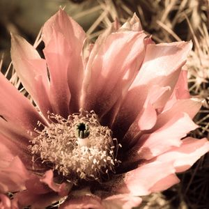 Close-up of pink flower