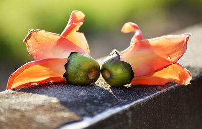 Close-up of bell pepper on table