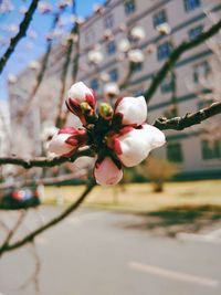 Close-up of cherry blossom tree