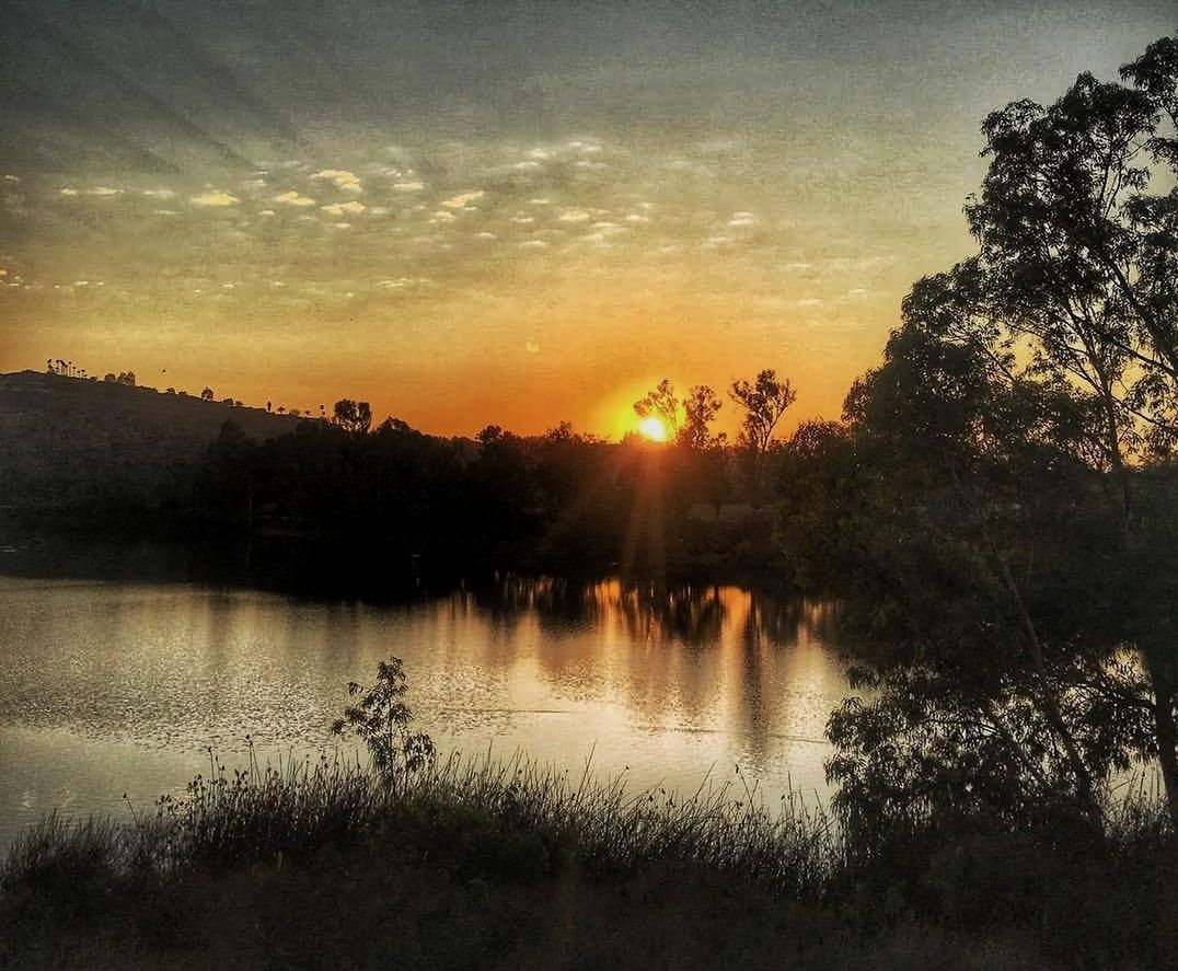 sunset, tree, reflection, beauty in nature, lake, nature, tranquil scene, water, scenics, tranquility, no people, outdoors, sky, sun, silhouette, sunlight, animals in the wild, animal themes, bird, day