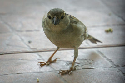 Close-up of bird perching on floor