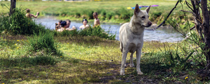 View of dog standing on field