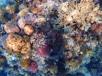 Close-up of coral in sea