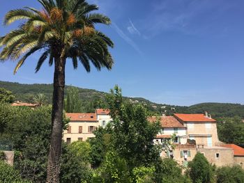 Palm trees and buildings against sky
