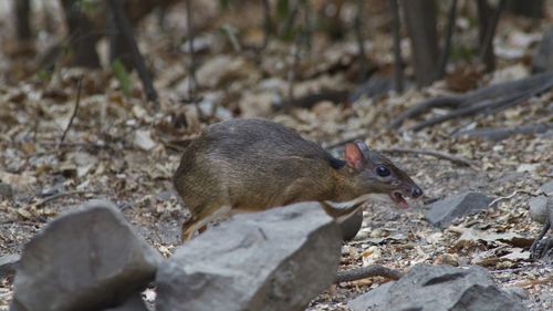 Close-up of squirrel on rock