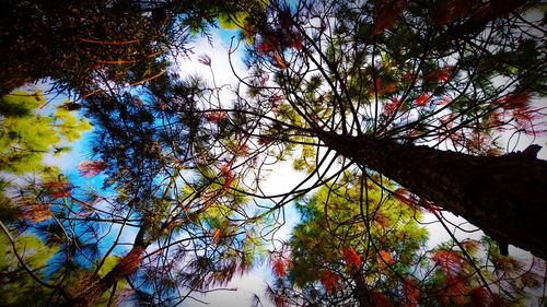 Low angle view of tree against sky