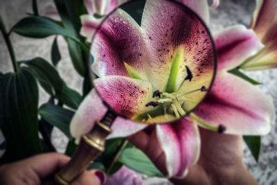 Close-up of pink flower